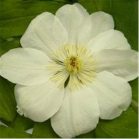 Clematis 'Guernsey Cream'