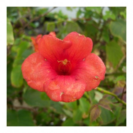 Campsis radicans Flamenco