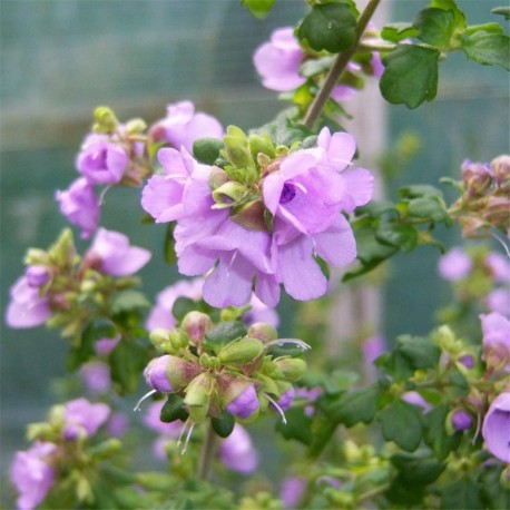 Prostanthera rotundifolia