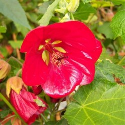 Abutilon 'Flamenco'