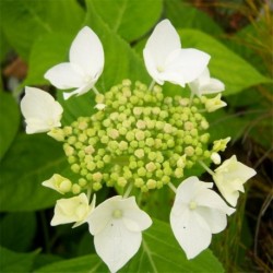 Hydrangea macrophylla 'Lanarth White'