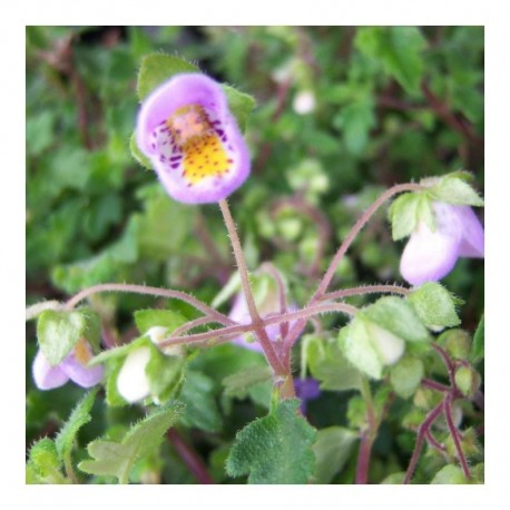 Jovellana violacea