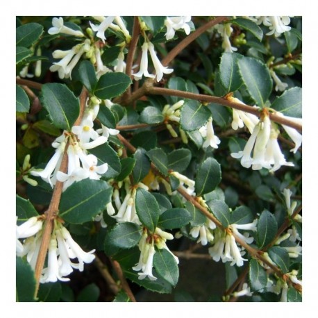 Osmanthus Delavayi