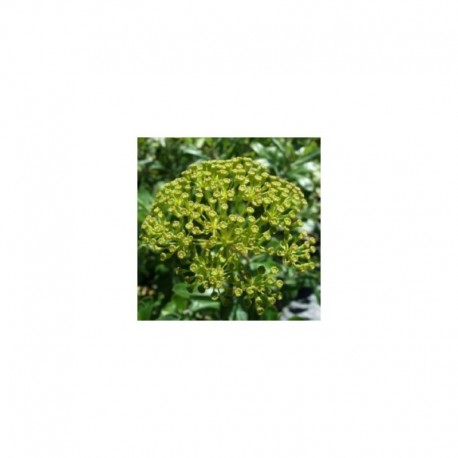 Bupleurum Fruticosum