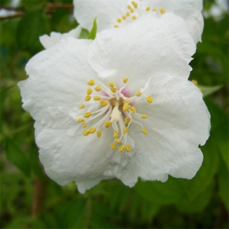 Philadelphus Beauclerk