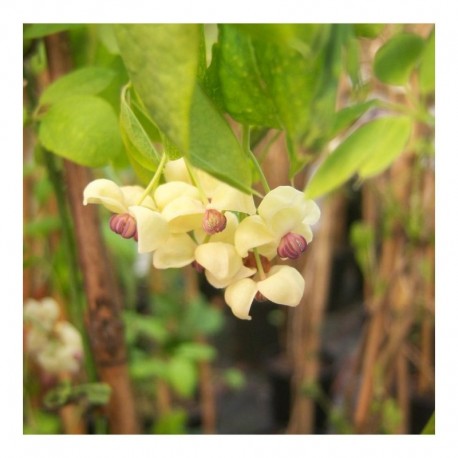 Akebia quinata Cream form