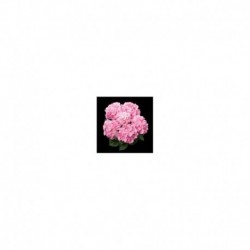 Hydrangea Pink