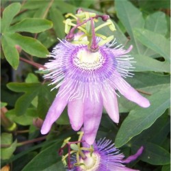 Passiflora Purple Passion