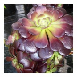 Aeonium arboreum Velour