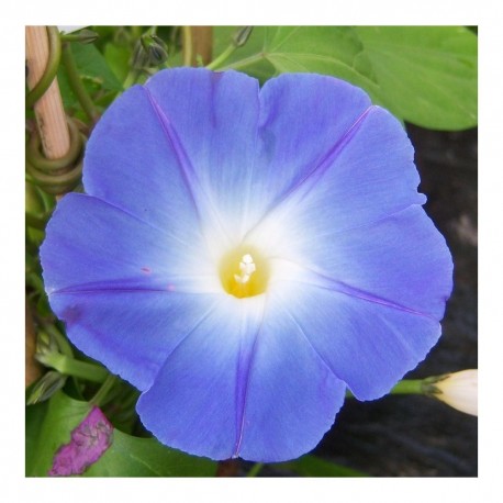 Ipomoea 'Heavenly Blue'