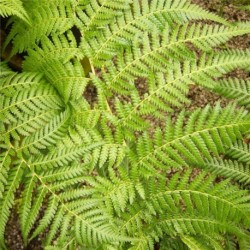 Dicksonia antarctica