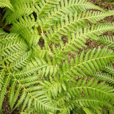 Dicksonia antarctica