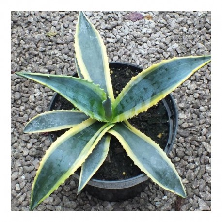 Agave American 'Variegata' (AGM)