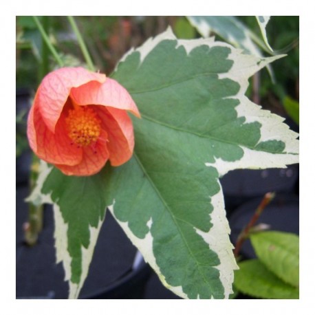 Abutilon 'Souvenir de Bonn' (v)