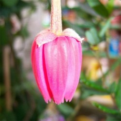 Crinodendron hookerianum (AGM)