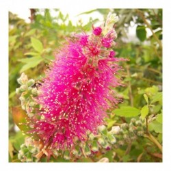 Callistemon citrinus 'Perth Pink'