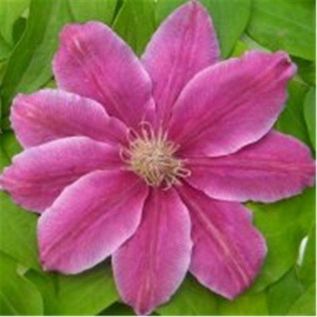 Clematis 'Bee's Jubilee' (AGM)