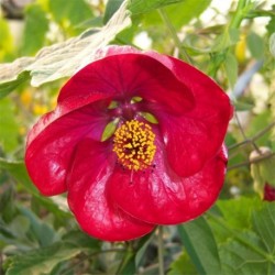 Abutilon 'Nabob'