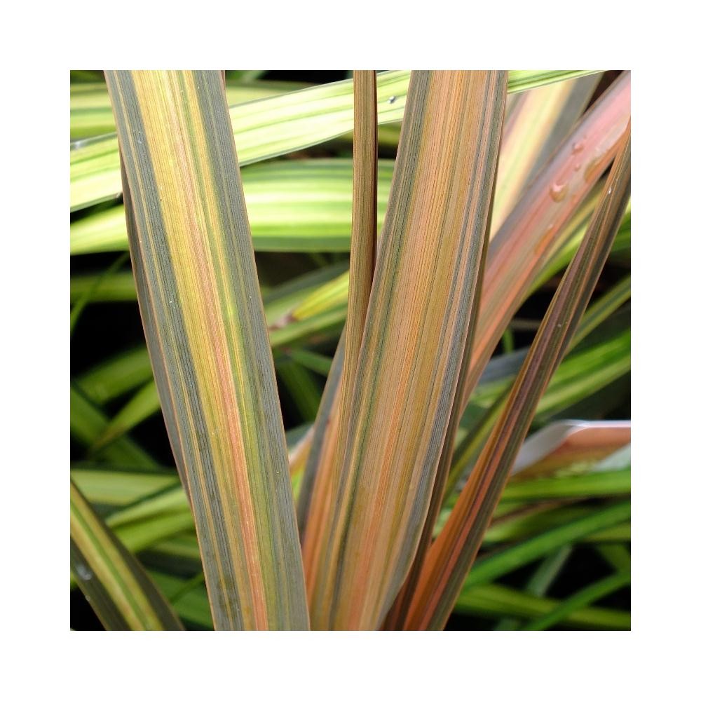 Cordyline Cha Cha