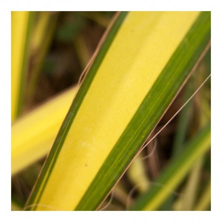 Yucca filamentosa 'Gold Sword'