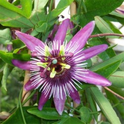 Passiflora 'Rubra'