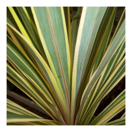 Cordyline 'Torbay Dazzler' 100cm