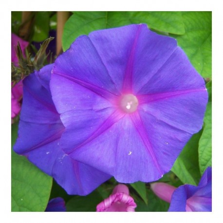 Ipomoea indica (AGM)