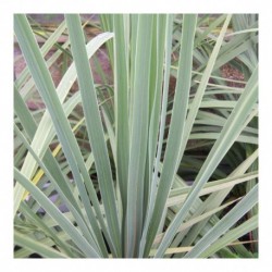 Cordyline australis (AGM)