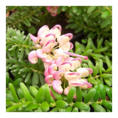 Grevillea 'Mount Taboritha'