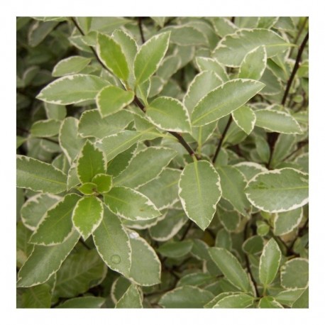 Pittosporum tenuifolium 'Silver Queen' (AGM)