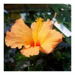 Hibiscus rosa sinensis Orange