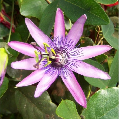 Passiflora 'Lavender Lady' (Amethyst)