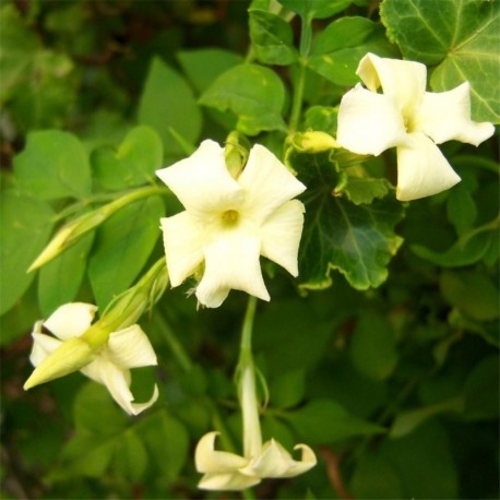 Jasminum officinale 'Clotted Cream'