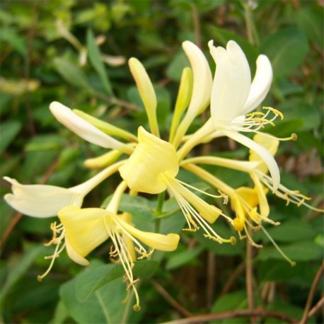 Lonicera periclymenum 'Graham Thomas'