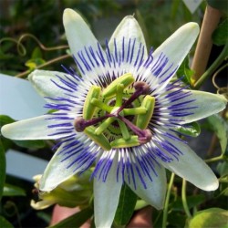 Passiflora caerulea (AGM)