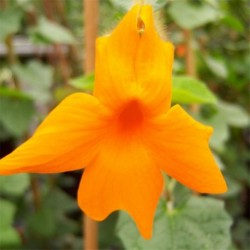 Thunbergia 'Gregorii'