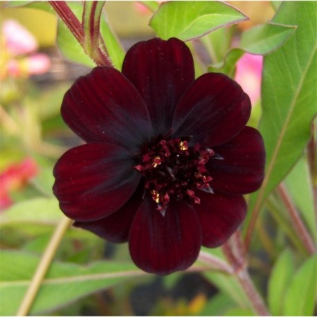 Cosmos atrosanguineus