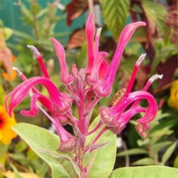 Lobelia tupa