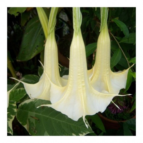 Brugmansia 'Sunset'