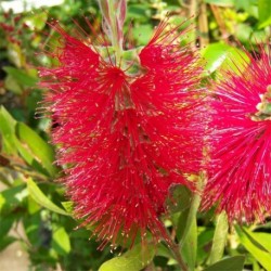 Callistemon linearis