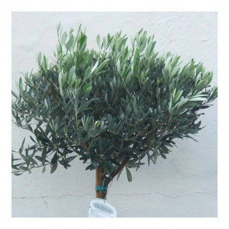 Olea europaea pair of 150cm standards