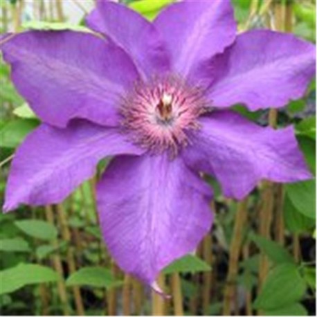 Clematis 'The President' (AGM)