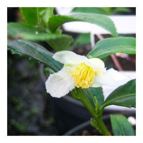 Camellia sinensis thea