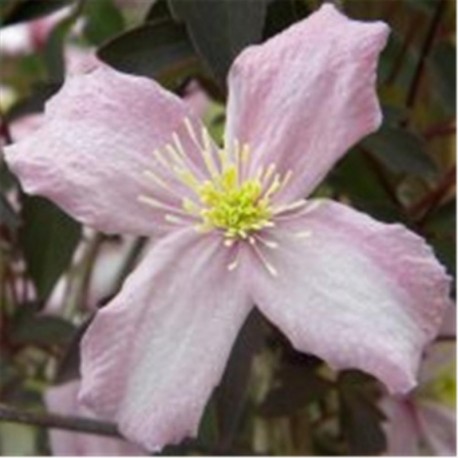 Clematis Montana 'Elizabeth'