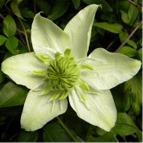 Clematis florida 'Alba Plena'