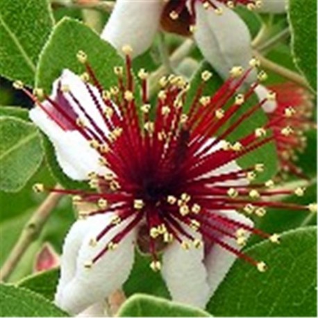 Feijoa sellowiana (Acca sellowiana)