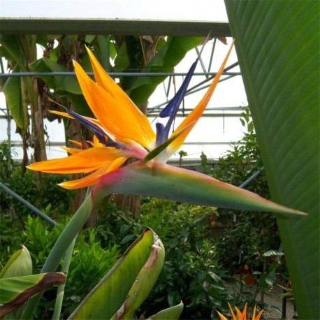 Strelitzia reginae (AGM) Small - Bird of Paradise