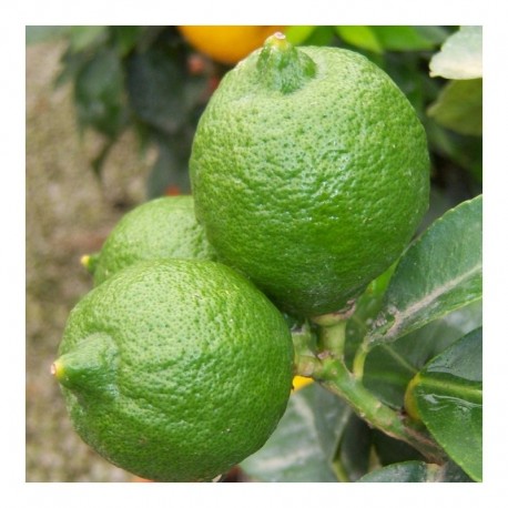 Citrus Lime 'Tahiti' mini standard