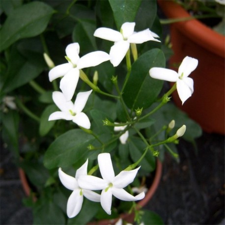 Jasmine azoricum