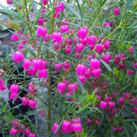 Boronia heterophylla 5ltr